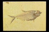 5.4" Fossil Fish (Diplomystus) - Green River Formation - #130350-1